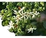 Nyctanthes Arbor-tristis, Night Jasmine, Tree of Sadness, 10 Seeds, Real Ones JUST from mediterranesamenUngarn