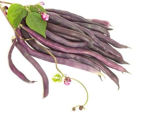 SeeKay Climbing French Bean Cosse Violette Appx 90 Seeds