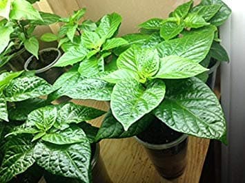 Live Plant- Trinidad Pimento Pepper (3 Plants) a.k.a.Trinidad Seasoning Pepper (C.chinense) Very Tasty!