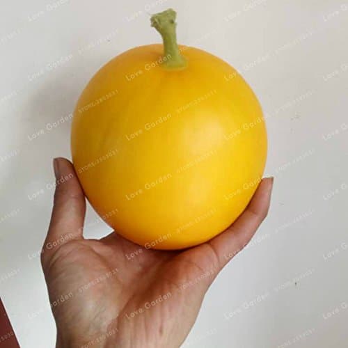 Cucumis Melo Seeds Rare Small Heirloom True French Charentais Gourmet Melon 50 Seeds / Pack Nutrient-Rich Organic Fruits 2