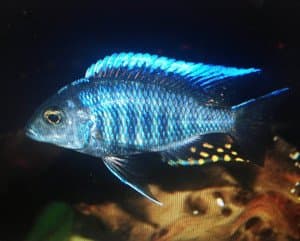 Golden Glove Fishery Blue Peacock Cichlid - African Cichlid