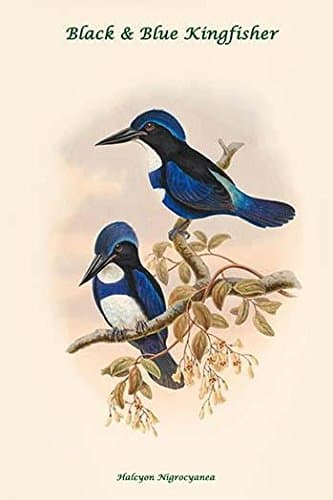 Halcyon Nigrocyanea - Black & Blue Kingfisher Poster Print by John Gould (18 x 24)