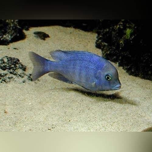Dolphin Cichlid - Live Aquarium Tropical Fish
