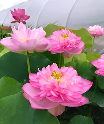 Beautiful Home Garden Water Lily Baby PINK LOTUS (TUBER/ROOT) Live Healthy Flower Plant Short Time Blooming || For Home Garden Plant