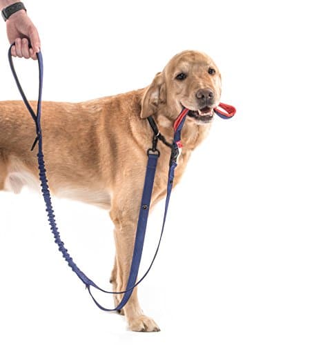 We For Dogs We Leash Two Handled 54 Inch Dog Leash (Under 40 Pounds)