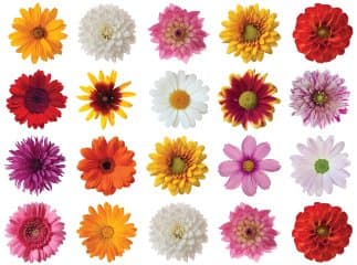 Stunning Flowers; Dahlias & Gerberas SELF ADHESIVE Photo Realistic Stickers by PURLFROST pack of 20 Assorted Designs **Supplied with free professional application tool**