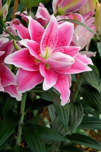 Lilium Roselily Natalia Double Oriental Lily bulbs - 4 Perennial Flower Bulbs