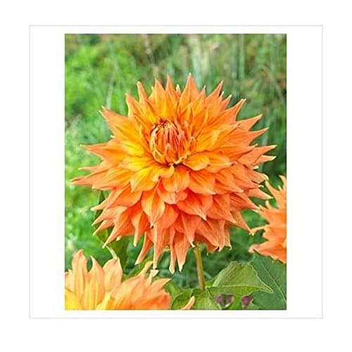 TAYLORS Dahlia Hart's Dr McMurray x1 Tuber