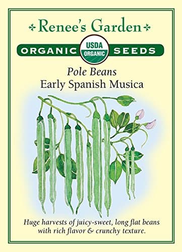 'Early Spanish Musica' Organic Pole Beans