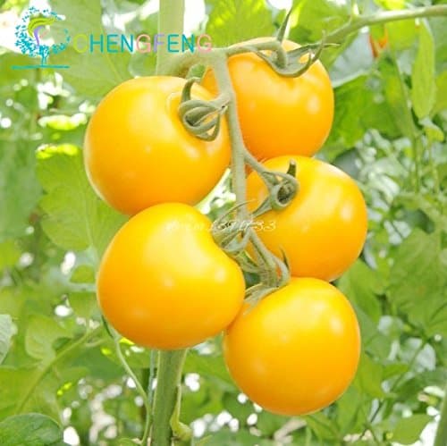Brand New! Rare Yellow Pearl Tomato Seeds 30pcs/bag Dwarf Tomatoes Cherry Mini Tomato Bonsai Seeds Vegetable for Garden Plant