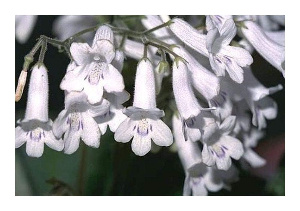 Streptocarpus candidus - Cape Primrose - 10 Seeds