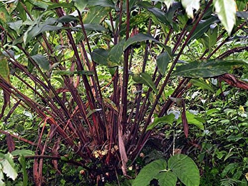 20 Black CARDAMON Plant Seeds (Amomum subulatum) Grow Indoors or Outdoors !