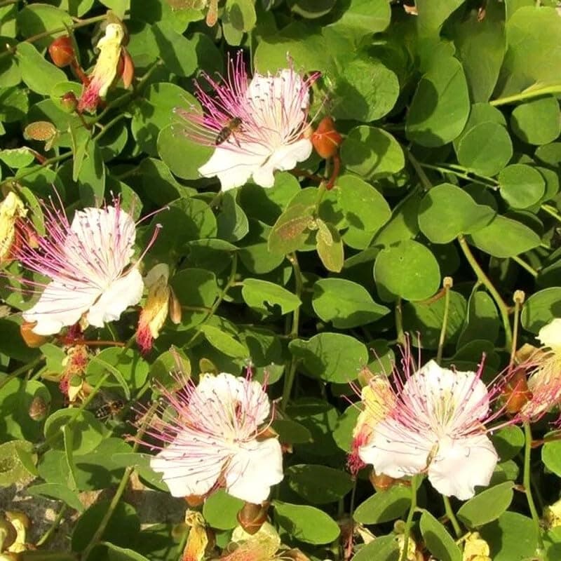 Capparis Spinosa Caper Bush 30 Seeds + Plant tag + Freebie, White