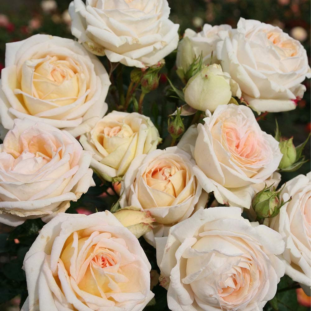 Heirloom Roses White Rose Plant - Parfuma® Madame Anisette™ Rose Bush, Grandiflora Roses Live Plant for Planting Outdoors