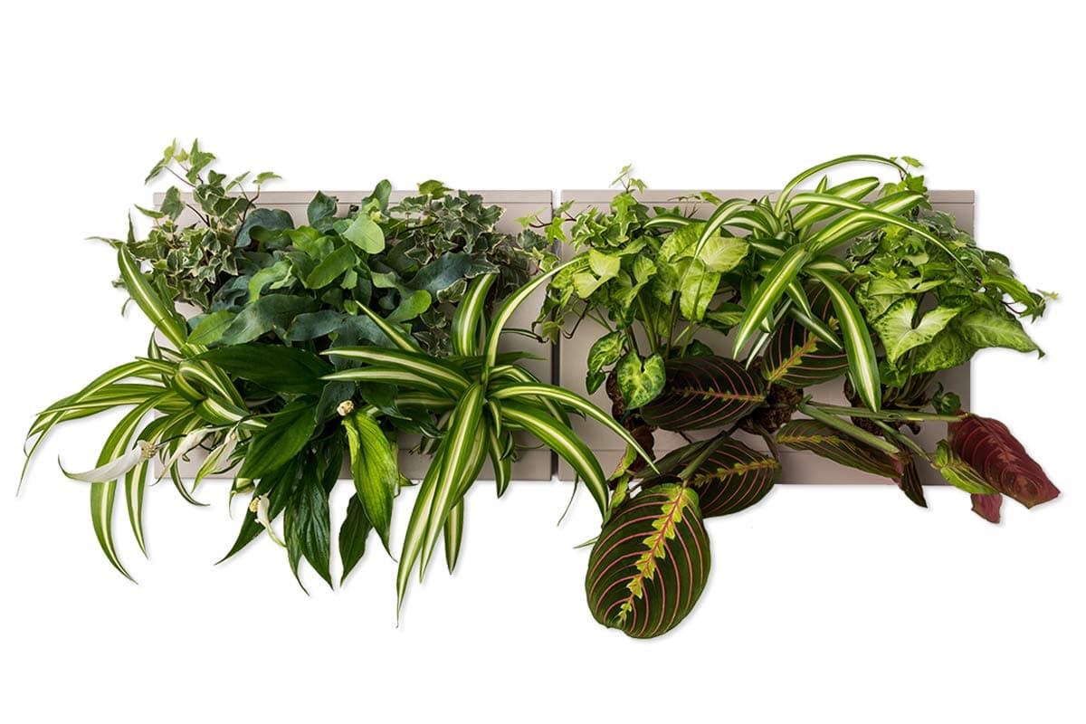 Ortisgreen HOH! DUO SMART, Two Wall Plant Pot Box, Wall Plant Holder, in Grey (ABS Plastic) and Support for Two HOH! in Stainless Steel, Natural Substrate and Instruction Included