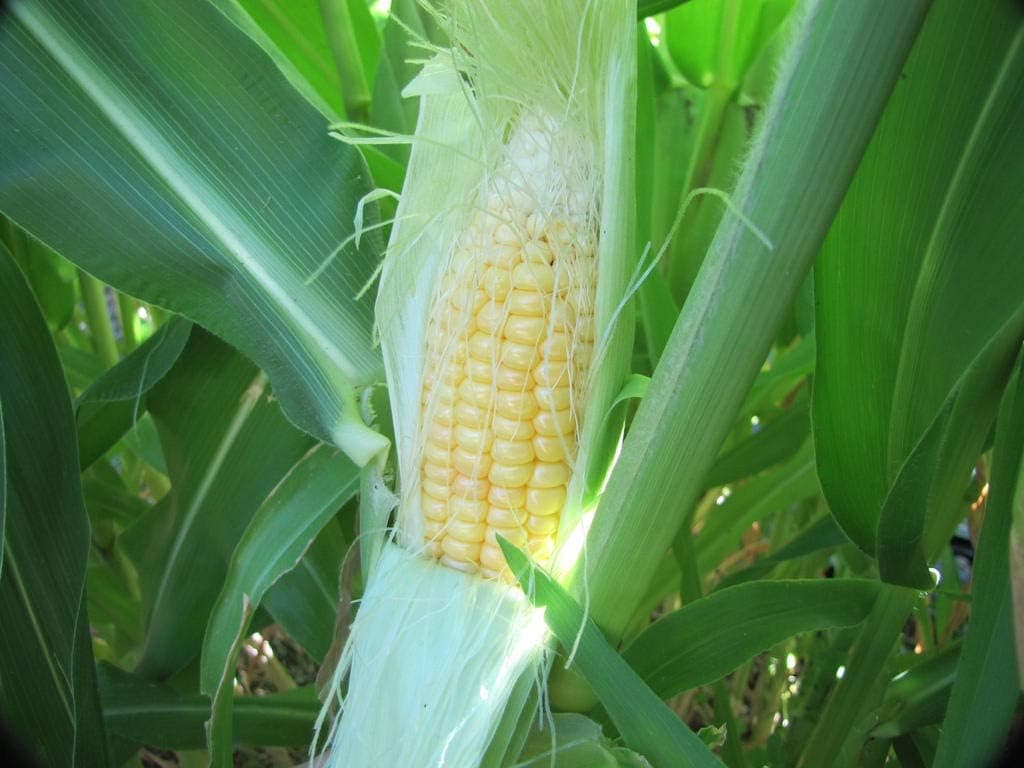 1136B-Giant Peruvian Yellow Corn (mays-Maze) Seeds by Robsrareandgiantseeds UPC0764425787525 Non-GMO,Organic,Historic Plants,USA Grower,1136-B Package of 35 Seeds