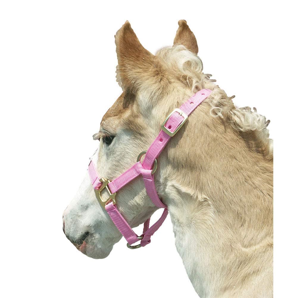 Intrepid International Foal Halter