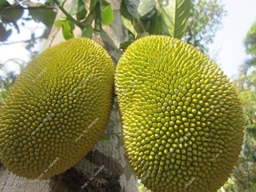 Thailand Imported Durian Fruit Seeds Golden Pillow Durian Fruit 5pcs: Only Seeds
