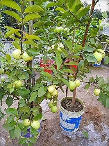 InGreen Hybrid Thai Variety Guava Grafted Live Plant[v5]