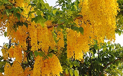 Kanikonna Flower Live Plant