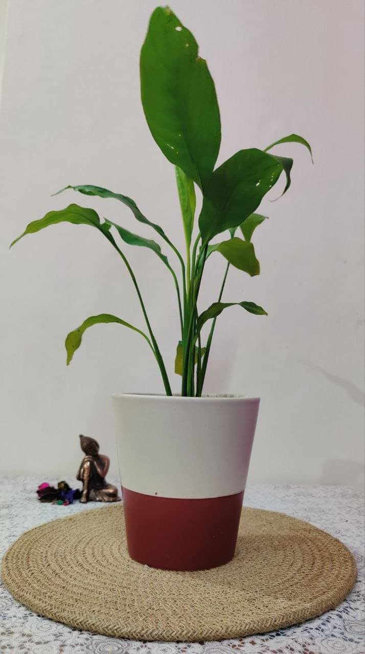 Homefrills Handpainted Ceramic planters Pots for Indoor & Outdoor Home, Garden, Office Decor,Balcony Planters Pot Gamla Size-15 cm Colour-White & puce