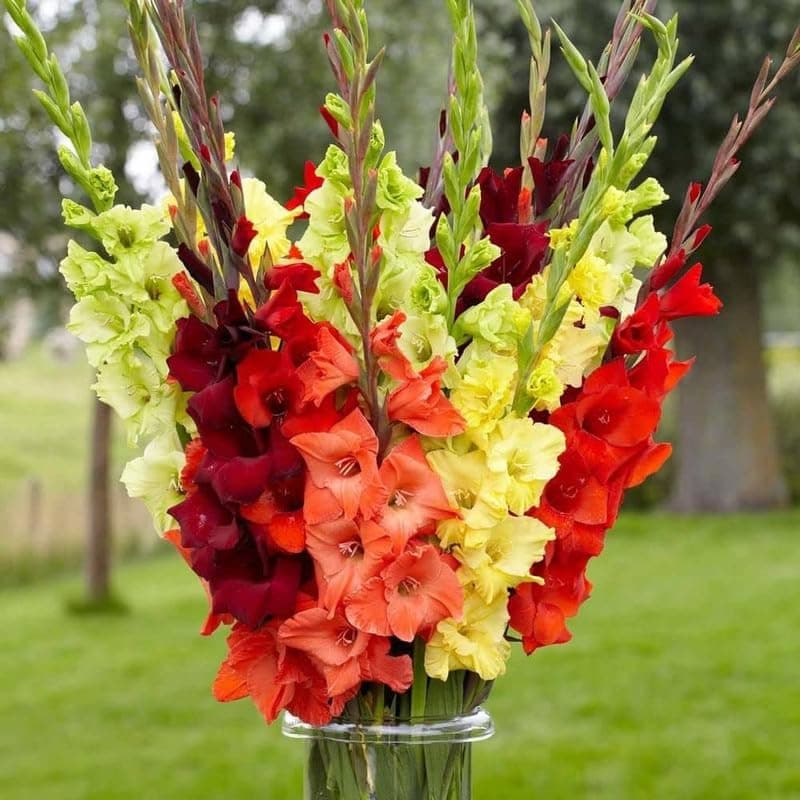 Flower Bulbs Gladiolus/Sword Lilly Multi Colours Flower Bulbs for Plant Pack of 2
