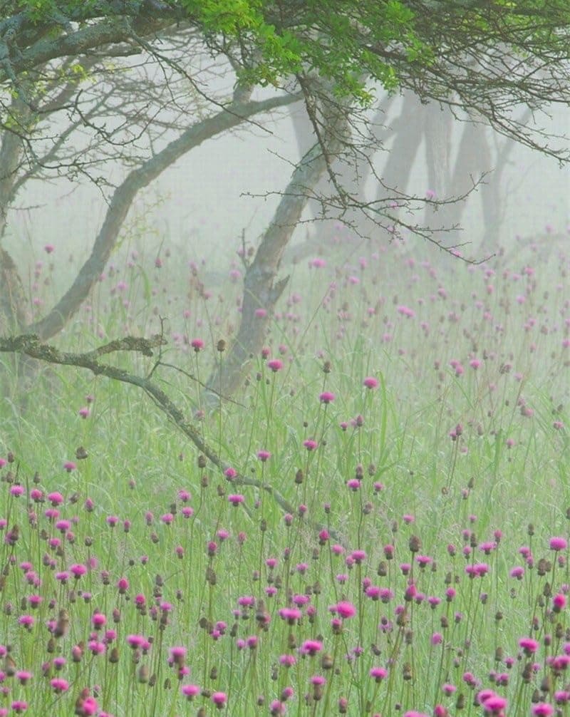 1000 Piece Jigsaw Puzzle for Adults & for Kids Age 10 and Up-Fog,flowers,morning 70x50cm