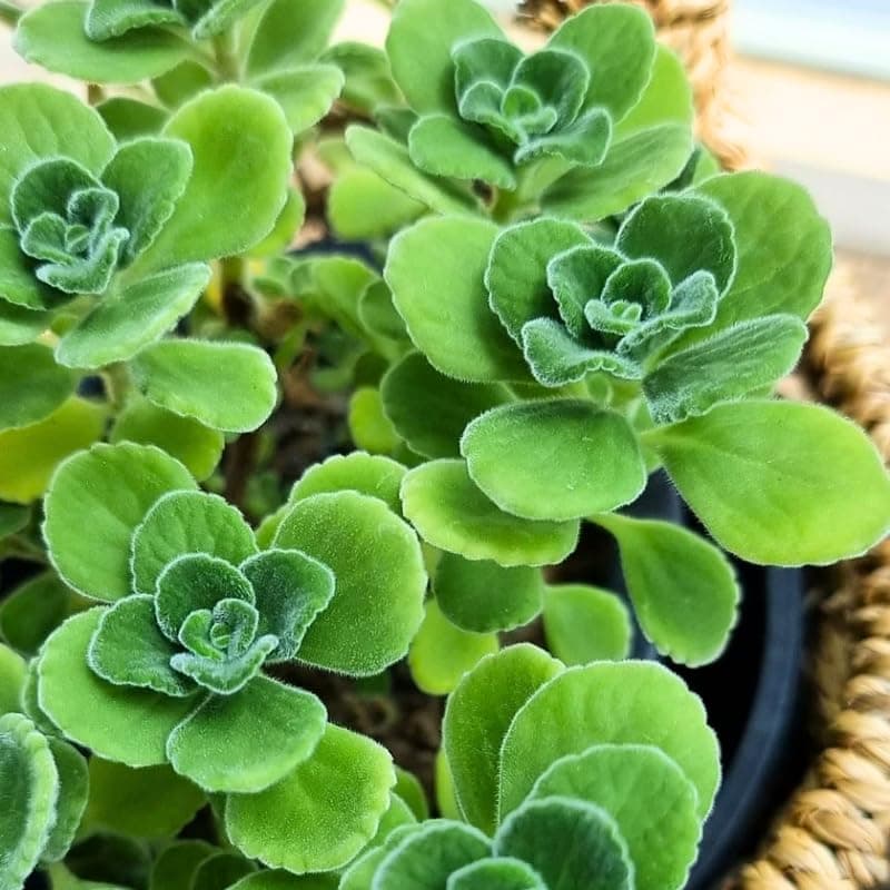 Plectranthus Vick Plant Live 4 Inches Pot, Plant Comes Without Pot, Plectranthus Vick Succulent Plant Live for Planting Indoor Outdoors