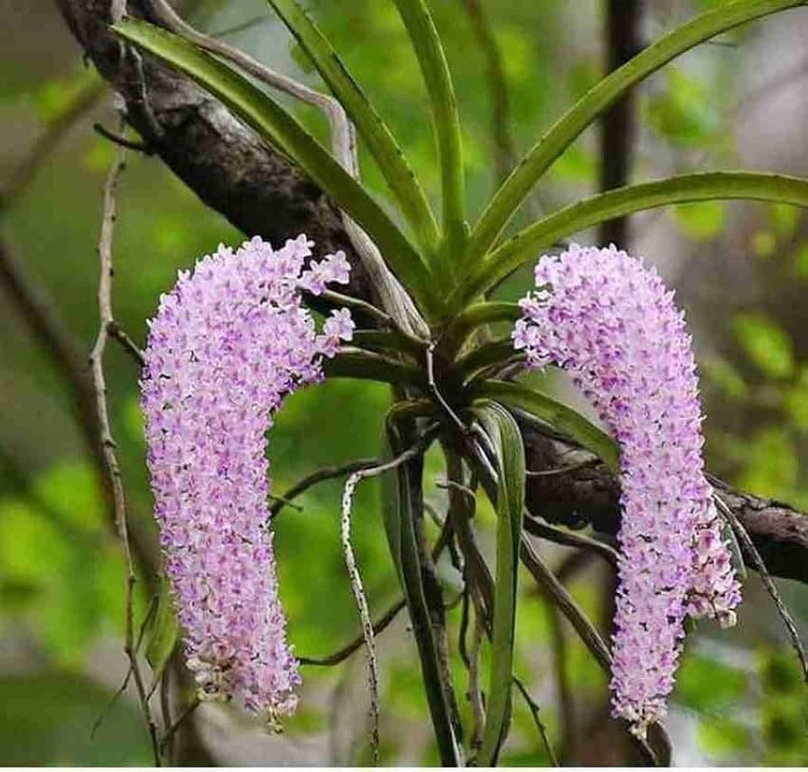 Dendrobium orchid live plants indoor fragrant orchid flowers || 2 live orchid flower plant