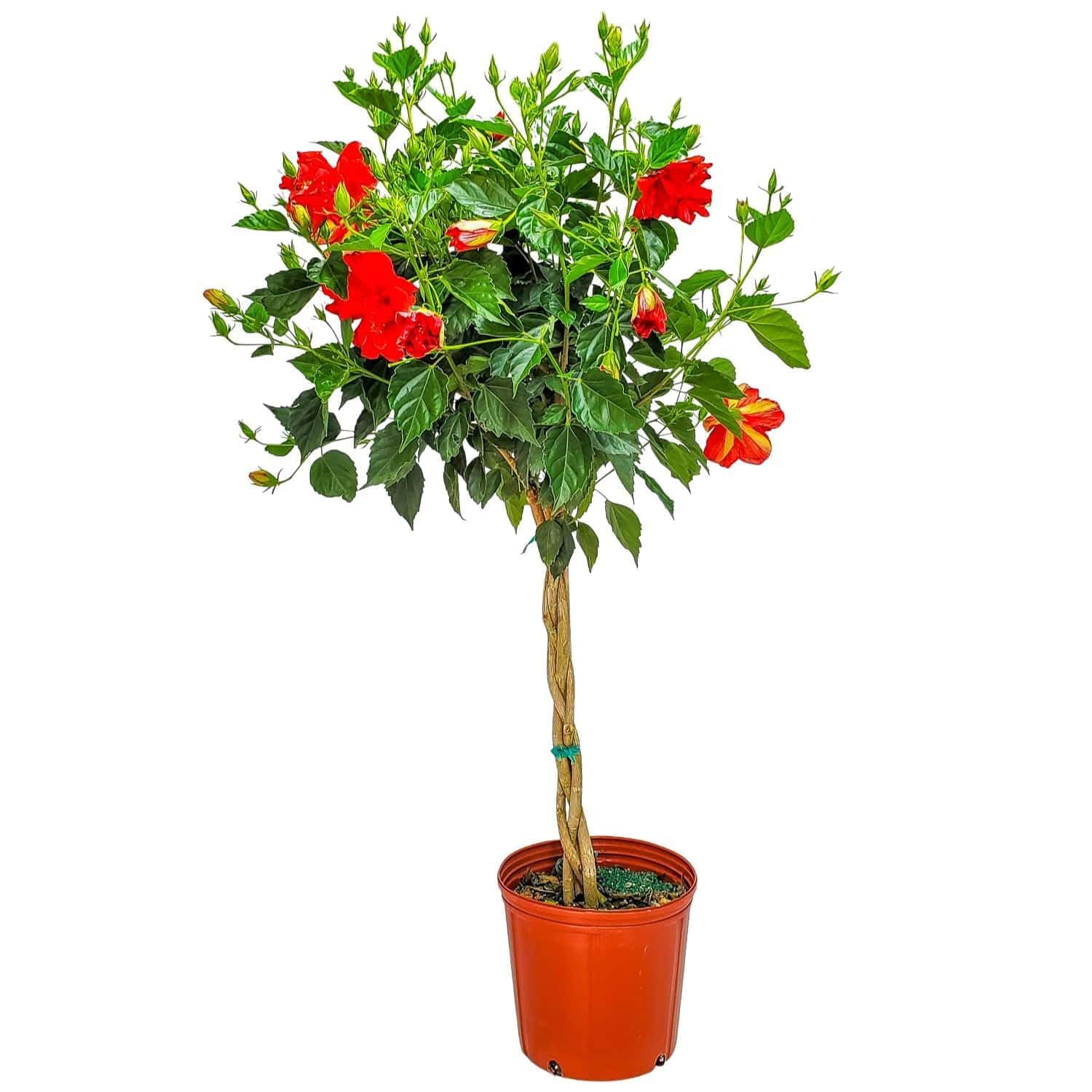 Live Braided Hibiscus Tree - Red Double Flower - Overall Height 38" to 44" - Tropical Plants of Florida (Plant + Fertilizer)