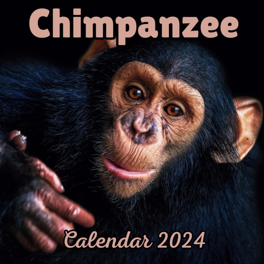 Chimpanzee Calendar 2024: 16 Months Organizer For Home & Office Organizer , Mens , Womens , kids