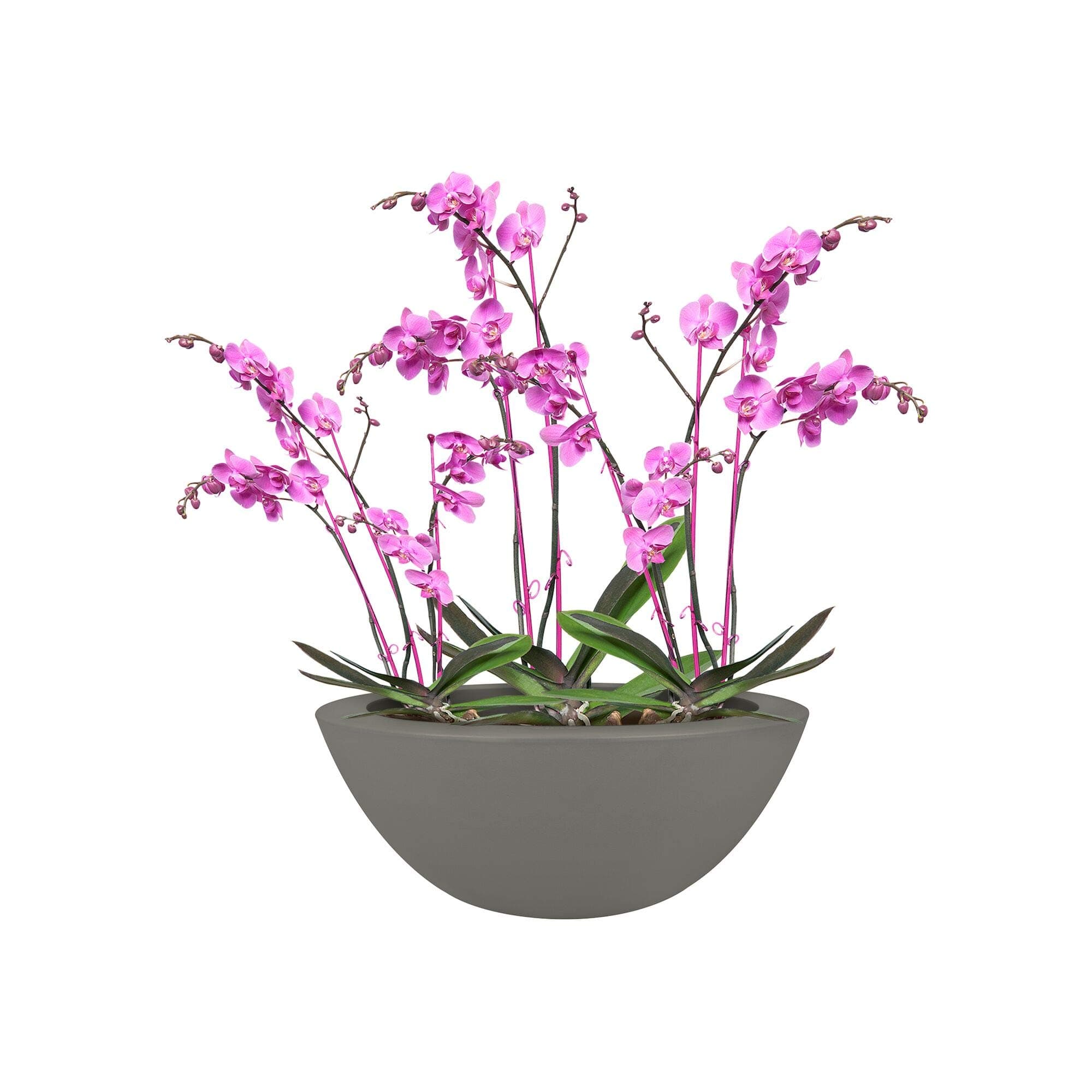 Elho Pure Soft Bowl 50 - Flowerpot - Stone Grey - Indoor & Outdoor - Ø 48.9 x H 20.1 cm