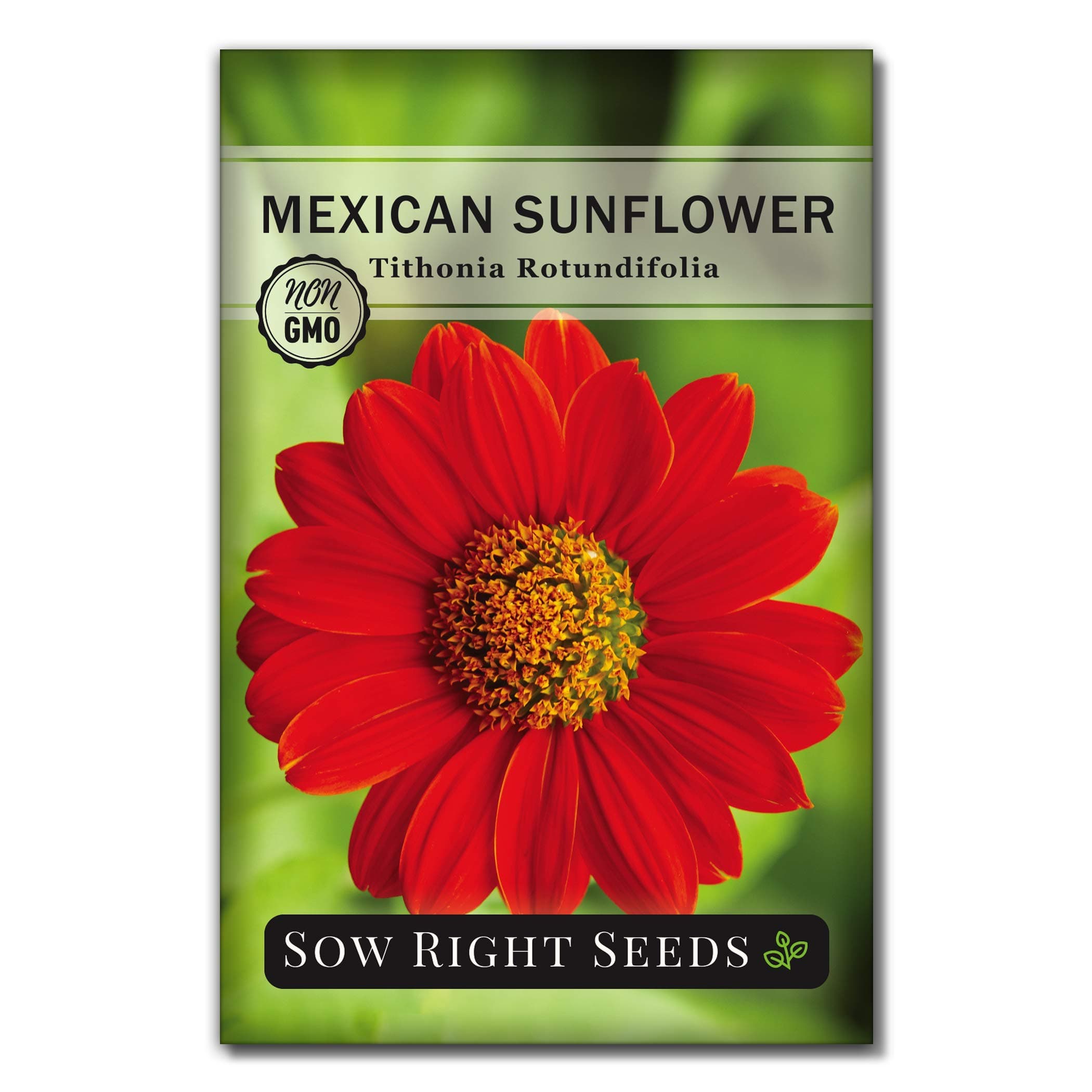 Sow Right Seeds - Mexican Sunflower Seeds for Planting - Non-GMO Heirloom Packet with Instructions for Growing - Bright Orange Blooms, Super Tall Stalks - Enjoys Outdoors or Indoors as Cut Flower (1)