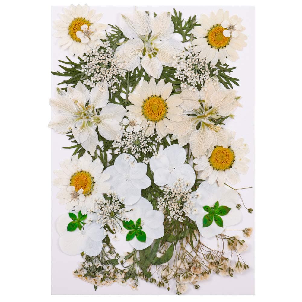 QINREN Pressed Dried Flowers Mixed, Natural Dried Flowers Pressed Mixed Dried Real Flowers Pressed Daisies Flowers Pressed Leaves DIY Art Craft Card Making Bookmarks Scrapbooking(White)