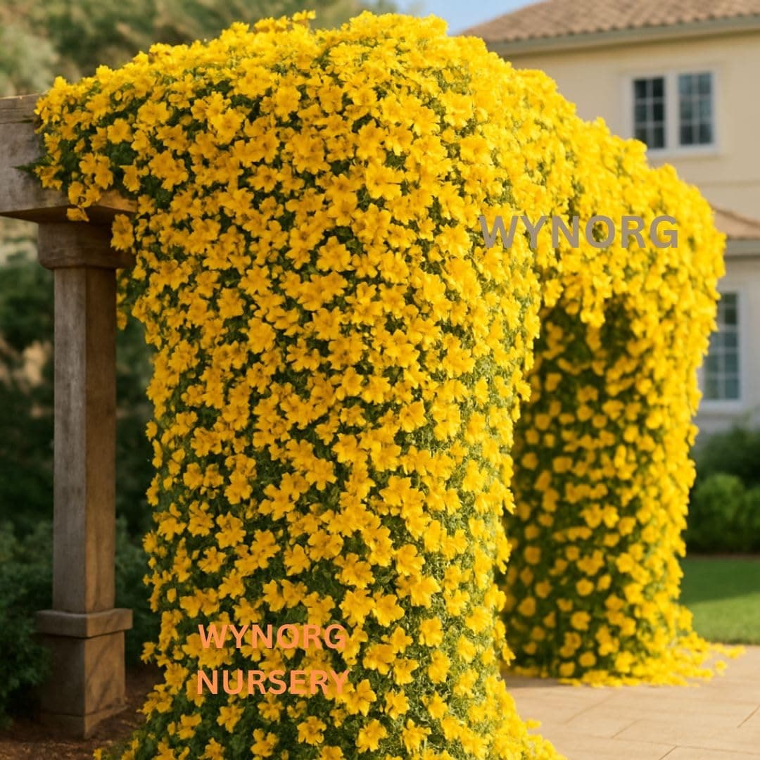 Cat's Claw Creeper Plant - Fast Growing Yellow Flowering Vine, Outdoor Climber for Wall and Fence, Trellises, Pergola, Balcony & Fence | Macfadyena unguis-cati | Outdoor Vertical Garden Plant