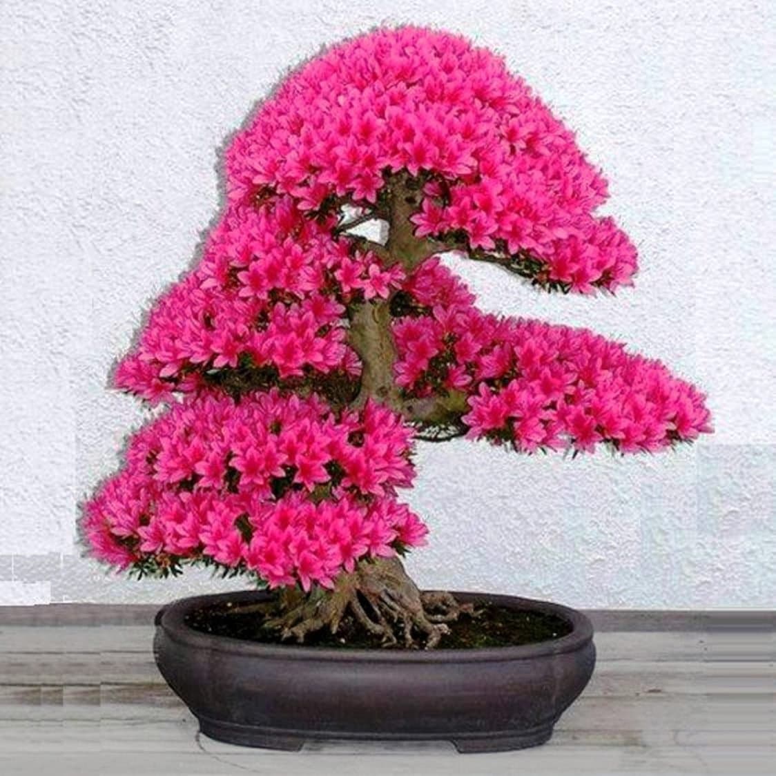 COLIBRISHOP_Bonsai Tree Japanese Sakura Seeds 20pcs, Bonsai Flower Cherry Blossoms