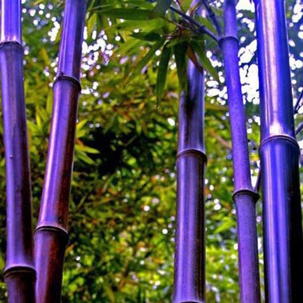 MelysUS 100pcs Colorful Bamboo Seeds Bonsai Planting Home Garden Decoration Bamboo