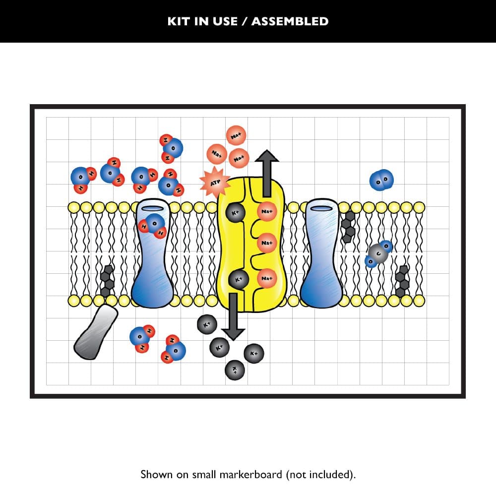 Cell Membrane Desk Kit