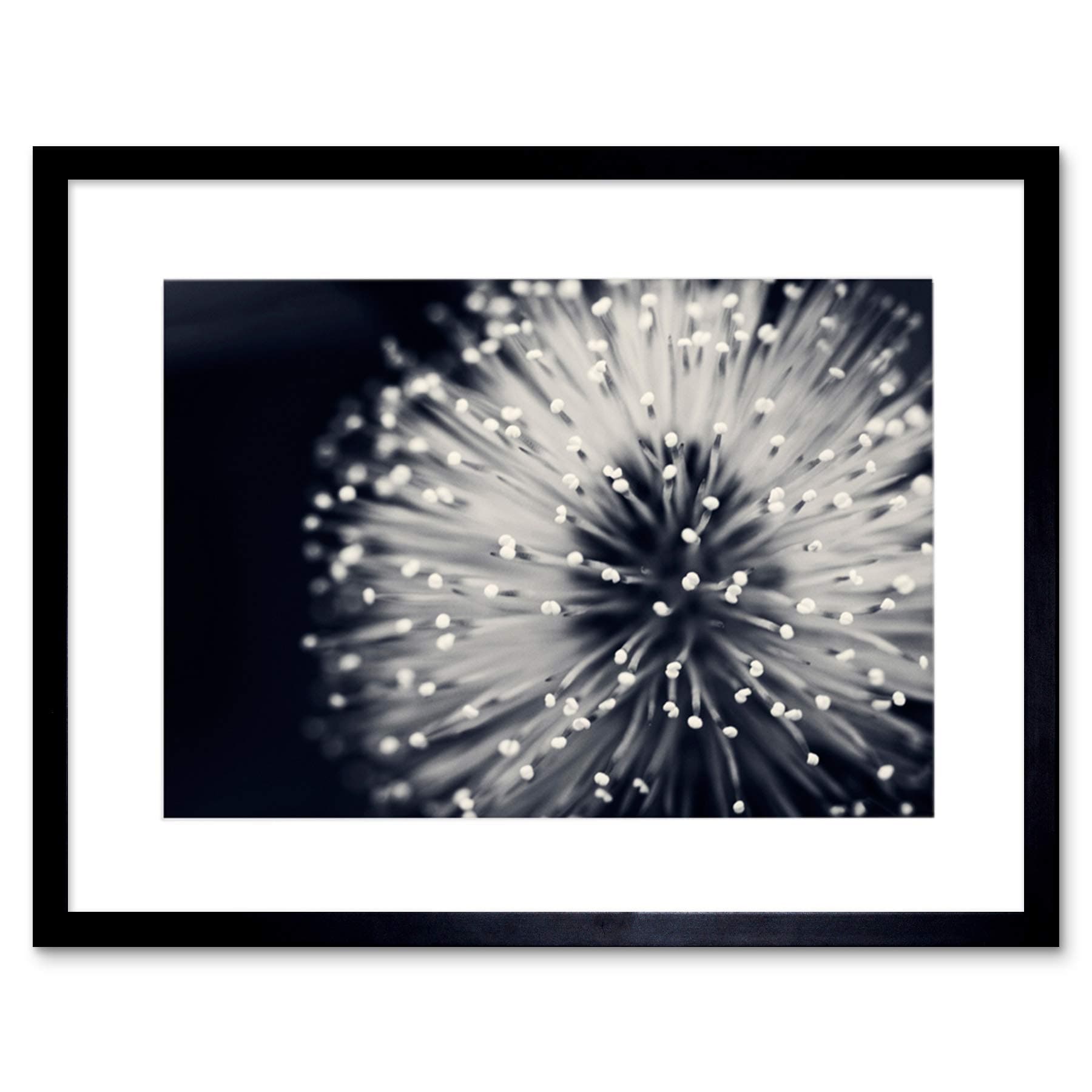 PHOTO NATURE PLANT FLOWER BLACK WHITE BEAUTIFUL HOME FRAMED PRINT F12X4247