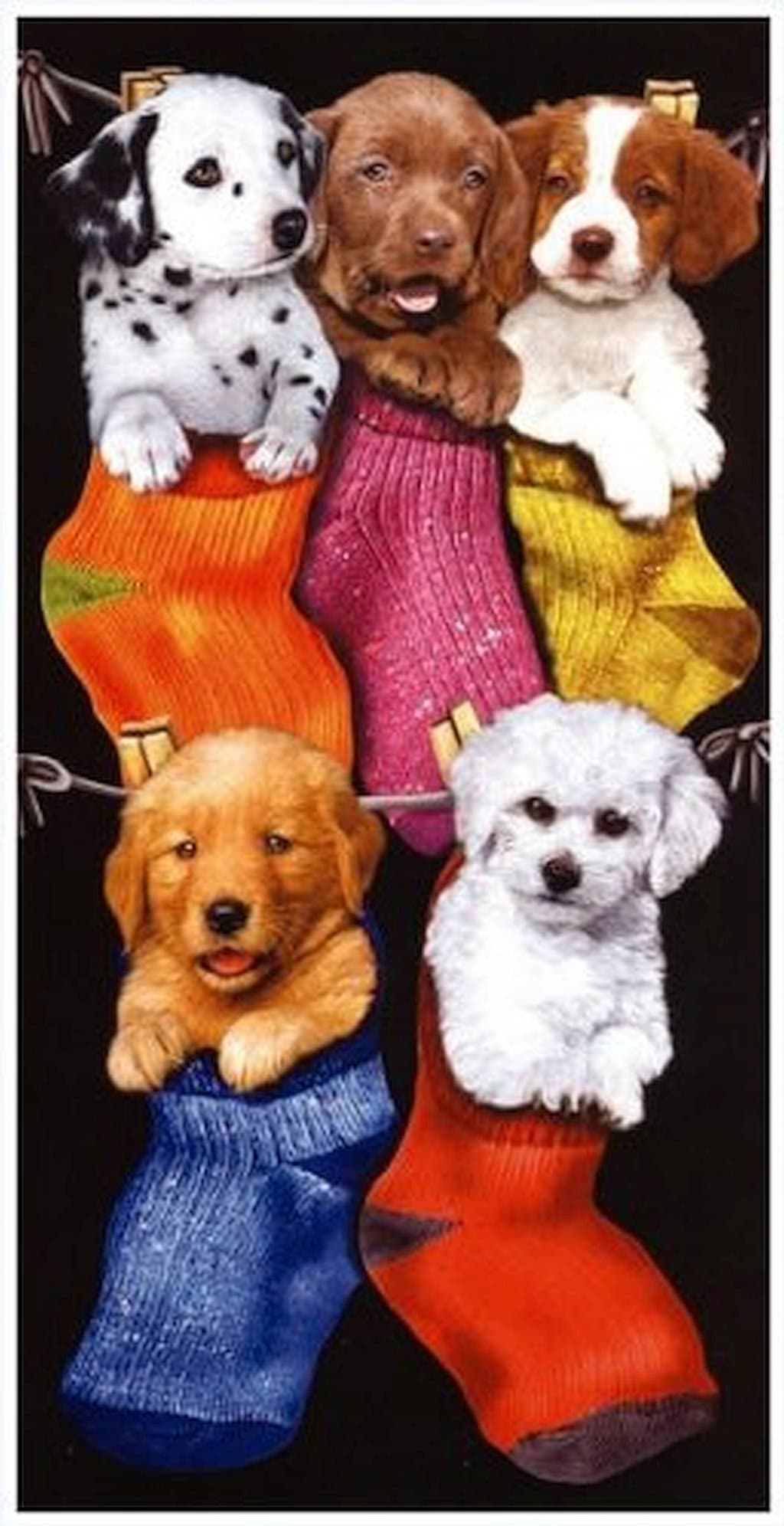 'Bath Towel, Beach Towel, Hand Towel – "Dogs in Socks – Dogs in Socks – XXL 170 x 90 cm – 100% Cotton – Made in America – 460 g