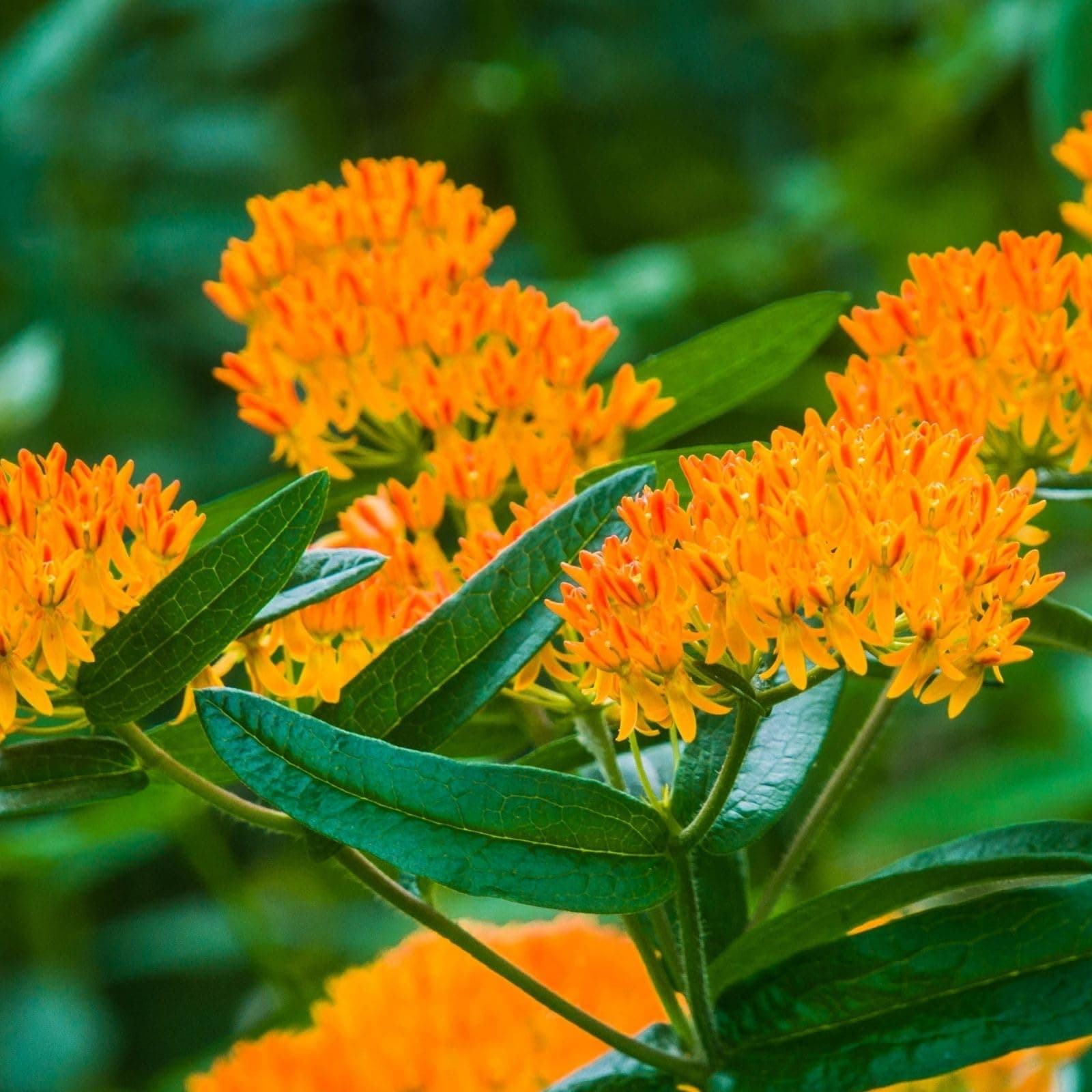 Clovers Garden Asclepias Tuberosa (Butterfly Milkweed) Plants – Two (2) Live Plants – Non-GMO - Not Seeds - Each 4" to 8" Tall – in 4" Inch Pots – Monarch Favorite, Super Hardy