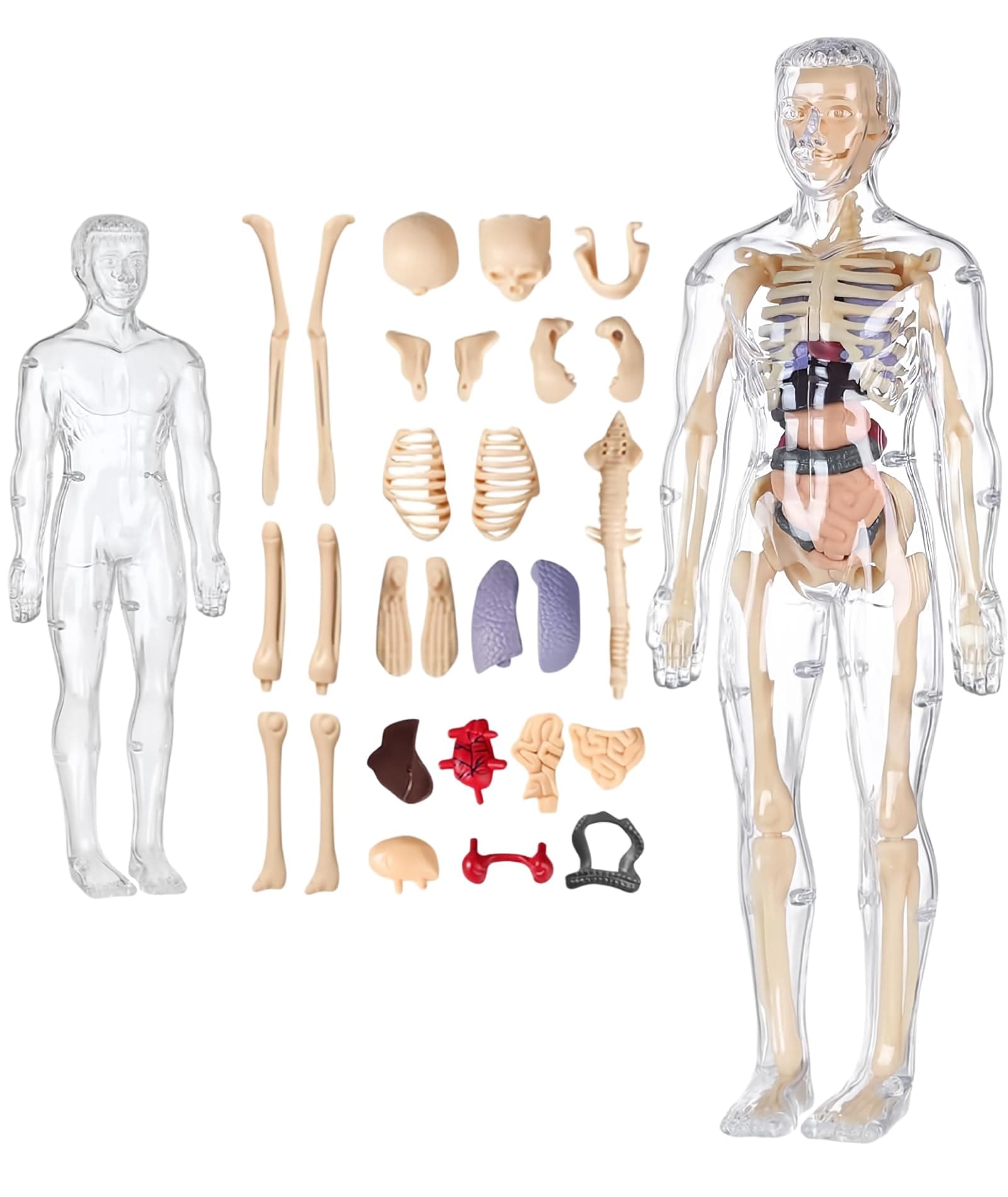 NUDFSY Clear Human Body Structure Model, Human Body Model for Kids for 6+Year, 3D Human Body Structure Model Educational Science Project for Kids, 6 To12 Years Old Nice Birthday Gift for Boys & Girls