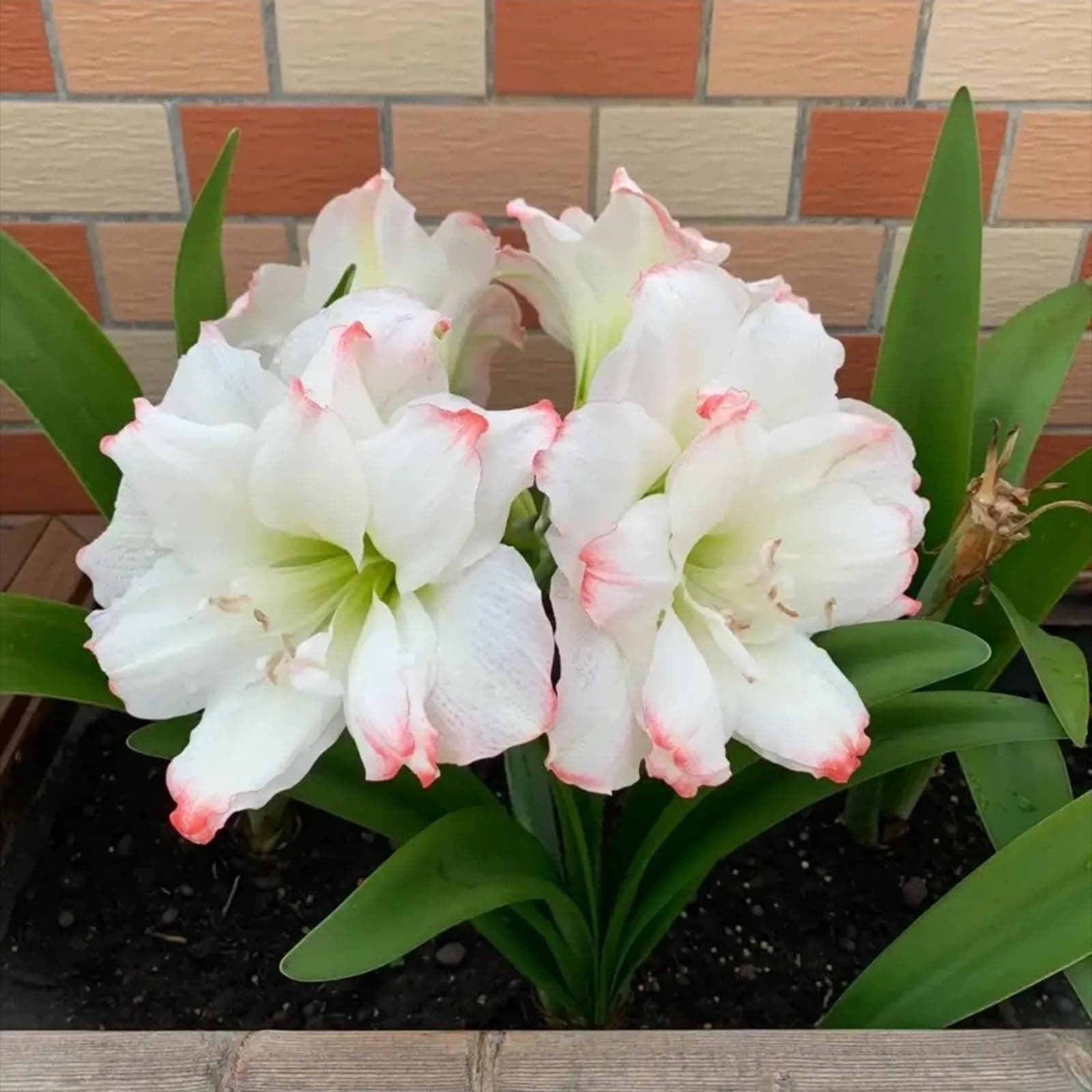 Amaryllis Planting USA （Plantation Planting Professional, 6 bulbs