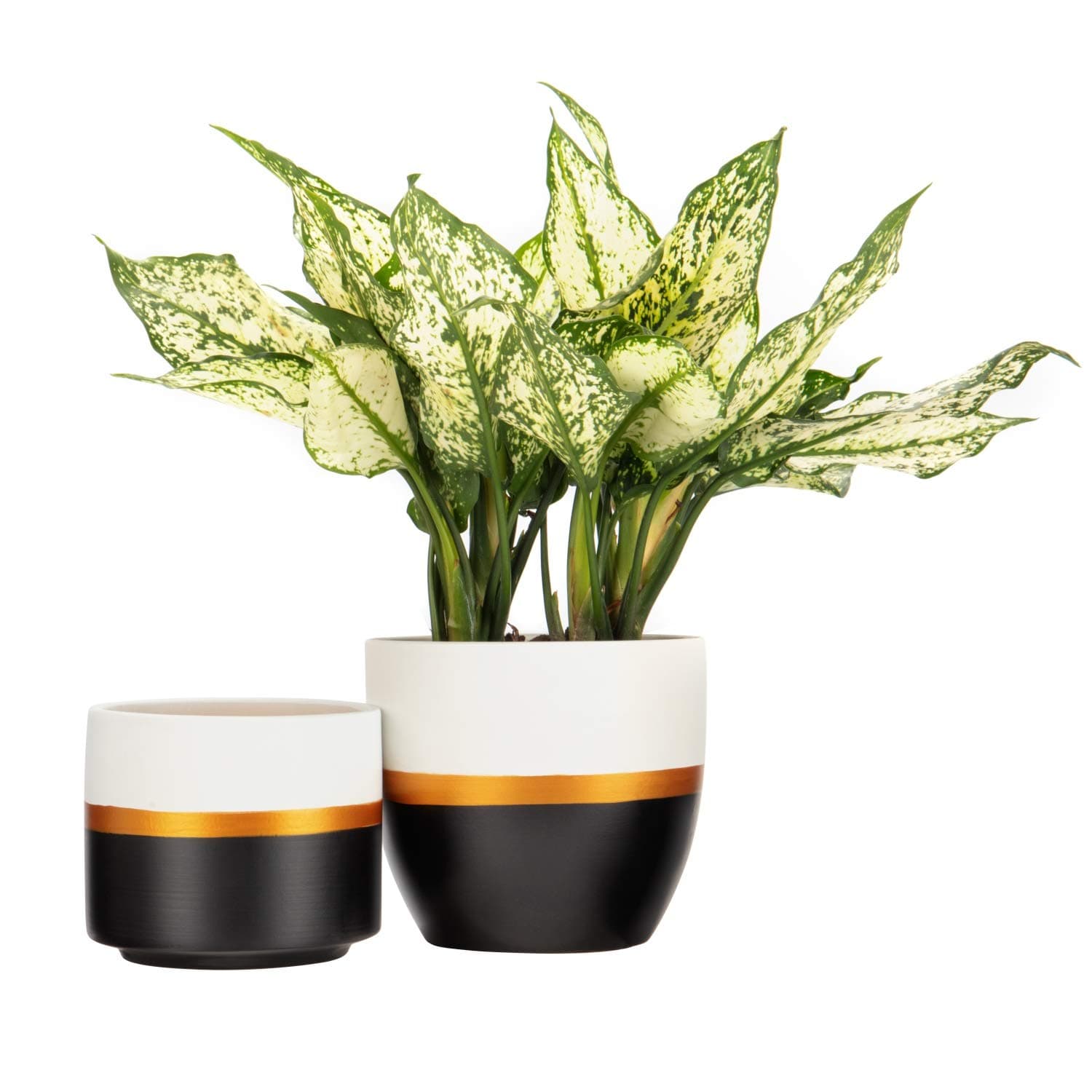 JUNROYM Matte White & Black Ceramic Flower Pot 6 inch Set of 2 Indoor Planters with Drainage Hole Gold Detailing
