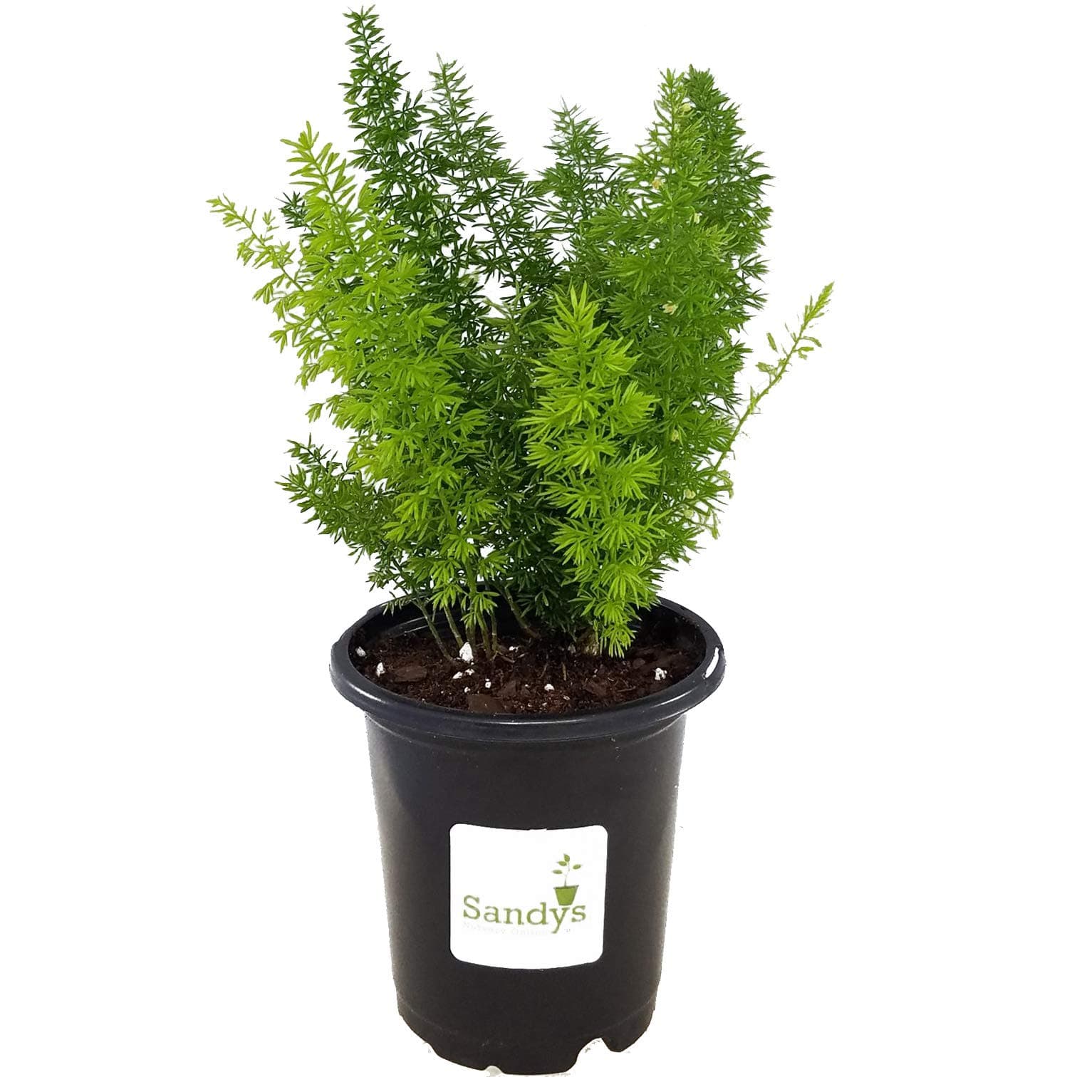 Fern Foxtail Asparagus Meyeri, Bush Ground Cover, 4 Inch Pot