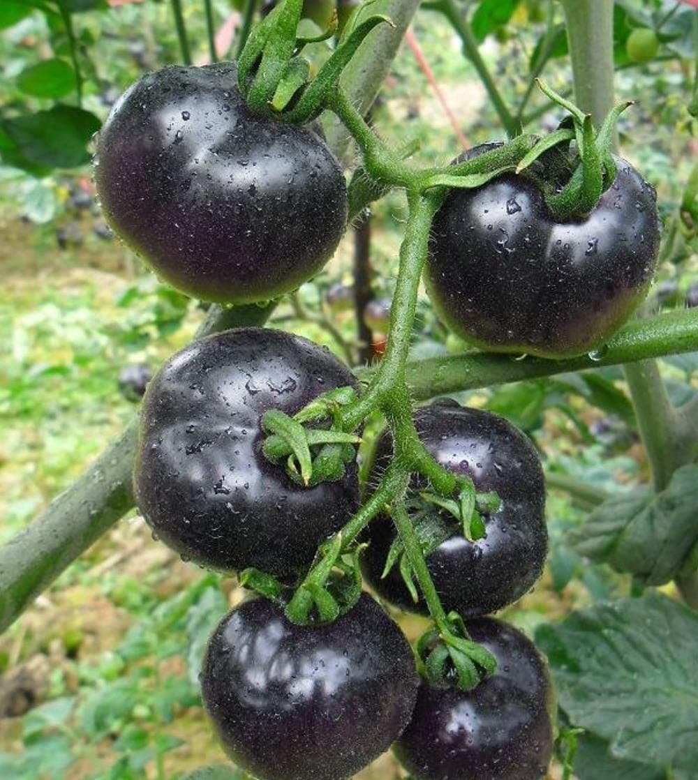 The WomenLand 200+ Black Tomato Seeds for Planting