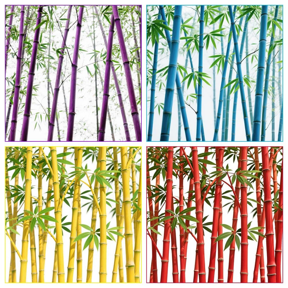 requested value: 200+ Giant Bamboo Seeds for Planting Outdoors, Privacy Screen Good for Environment Shade - Landscaping -Tolerant Home Decor Landscaping, Fast Growing