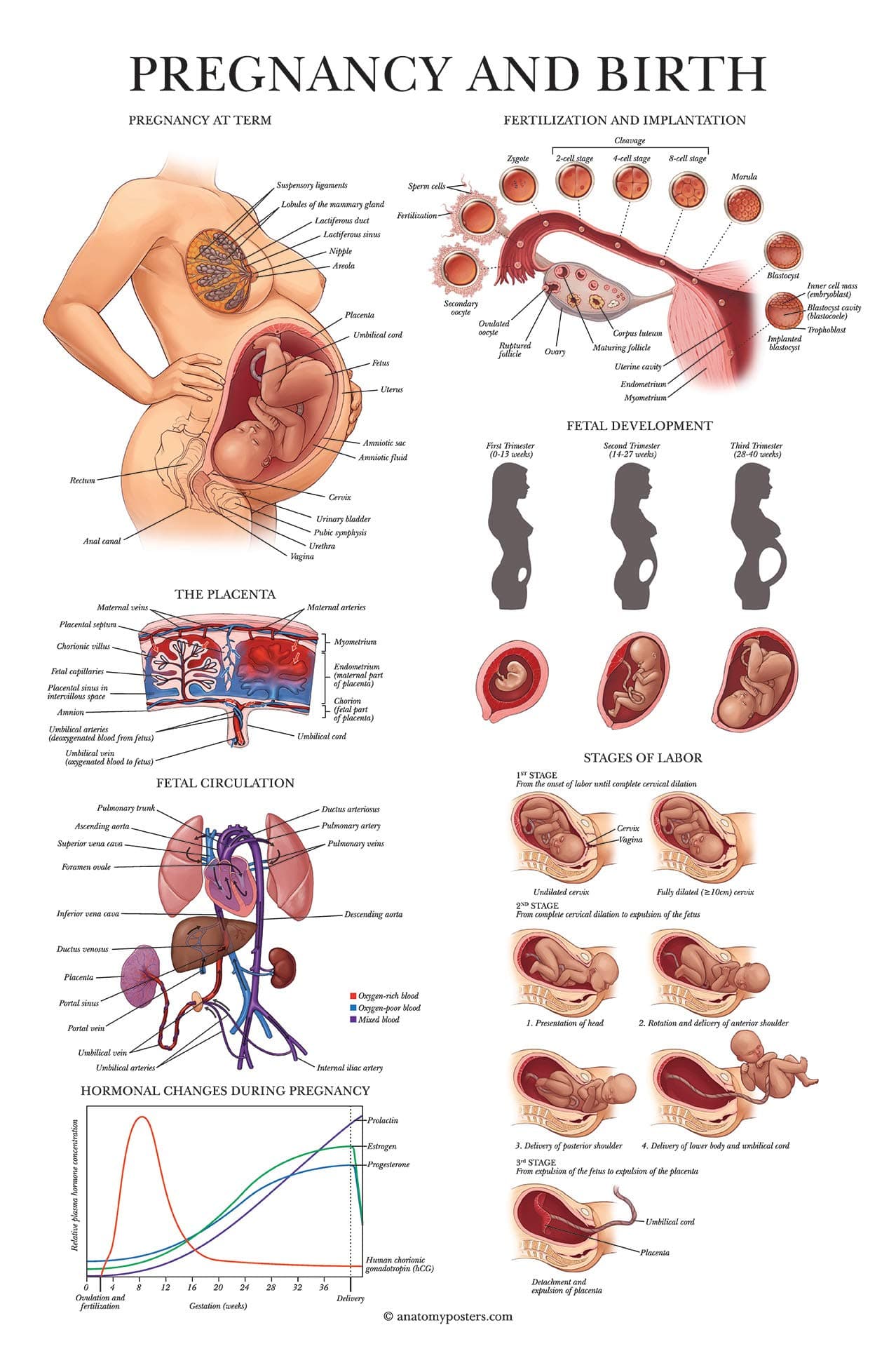 Palace Learning Pregnancy and Birth Anatomy Poster - Anatomical Chart of Pregnant Female - 18" x 24" - Laminated