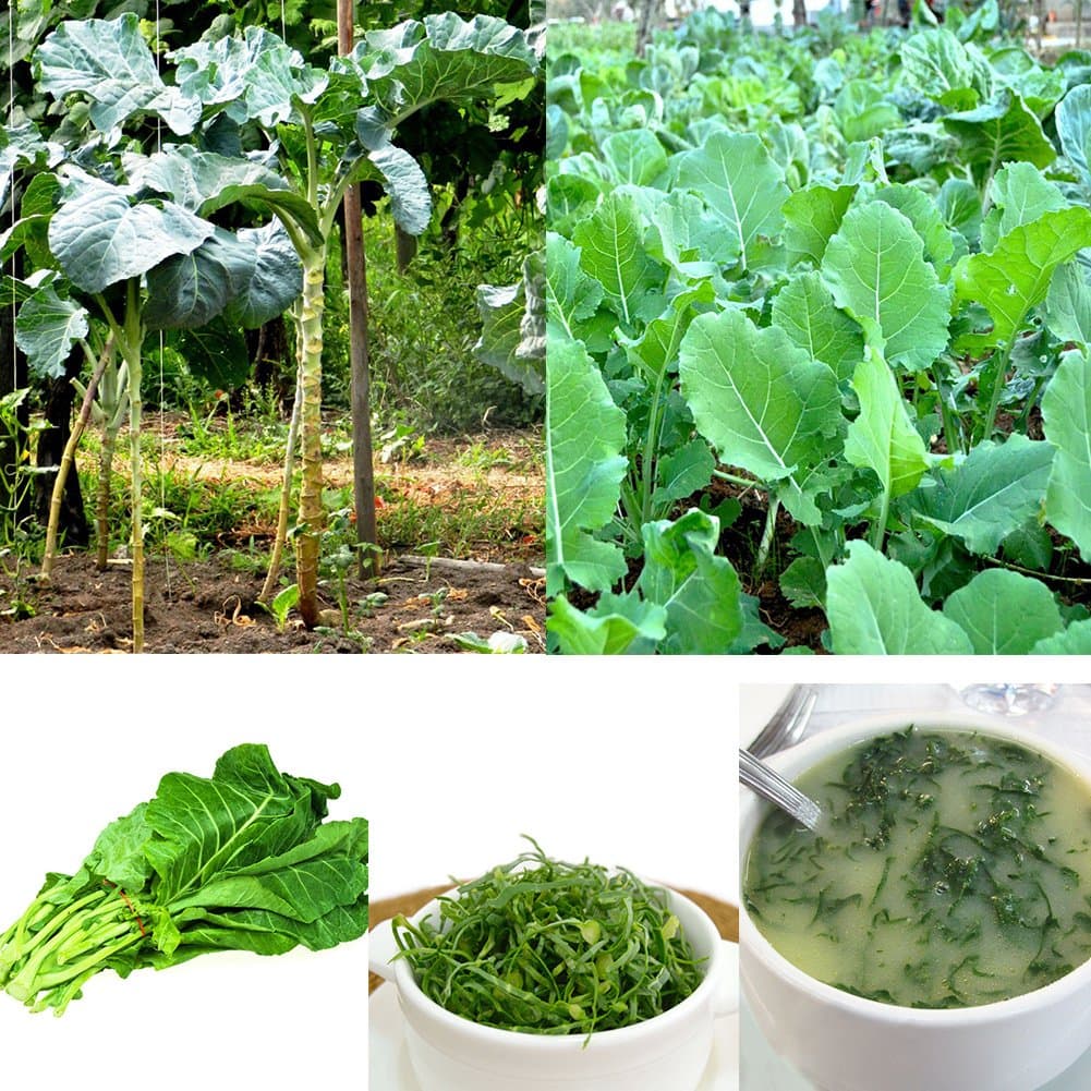 pengyu-Collard Greens Seeds, 100Pcs Collard Greens Seeds Couve Galega Portuguese Walking Stick Cabbage Kale, Can Survive in Any Soil Environment