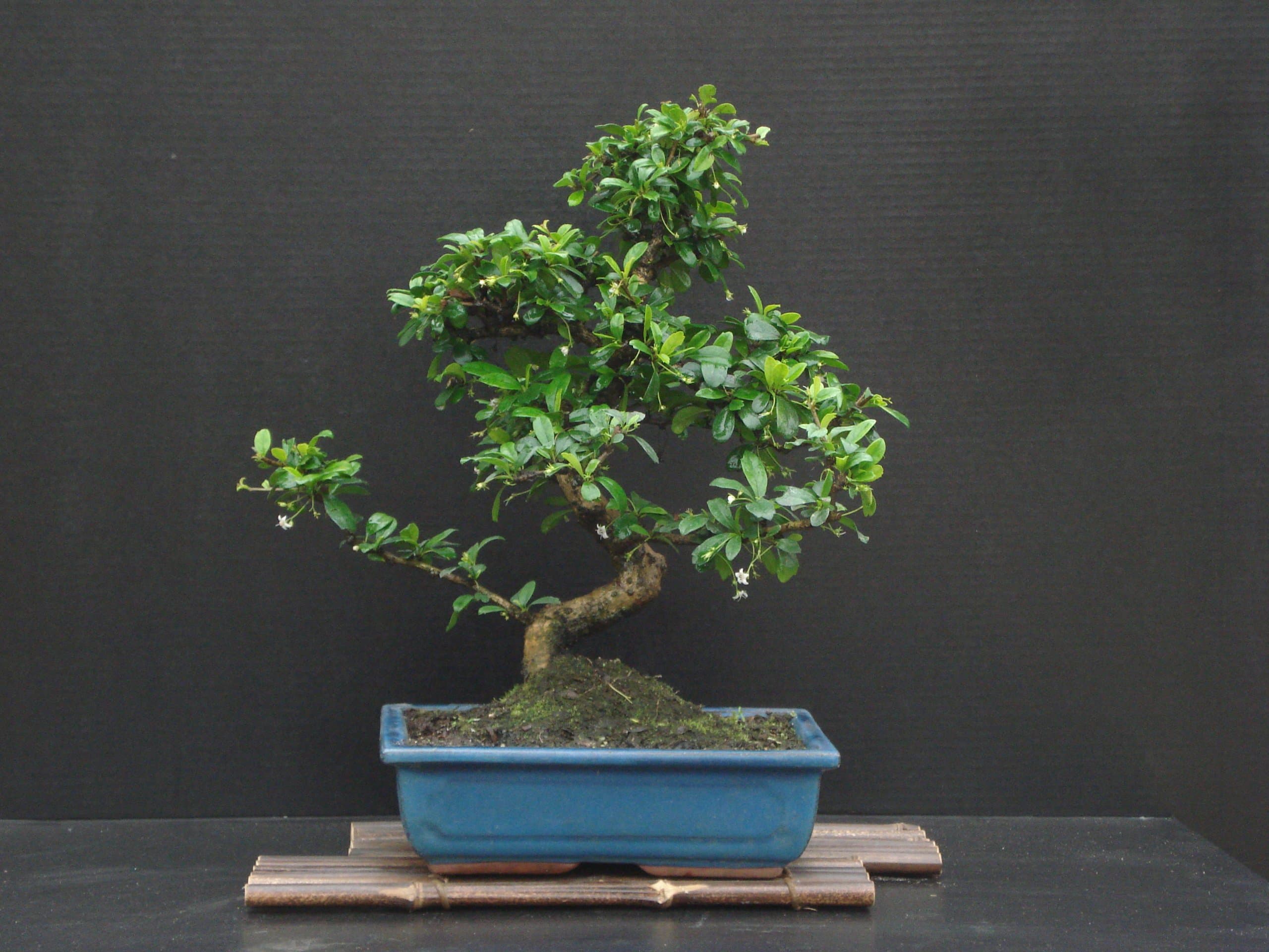 Fukien Tea Bonsai Flowering Plant 17" Tall with 10" Pot Over 15 Years Old Tree